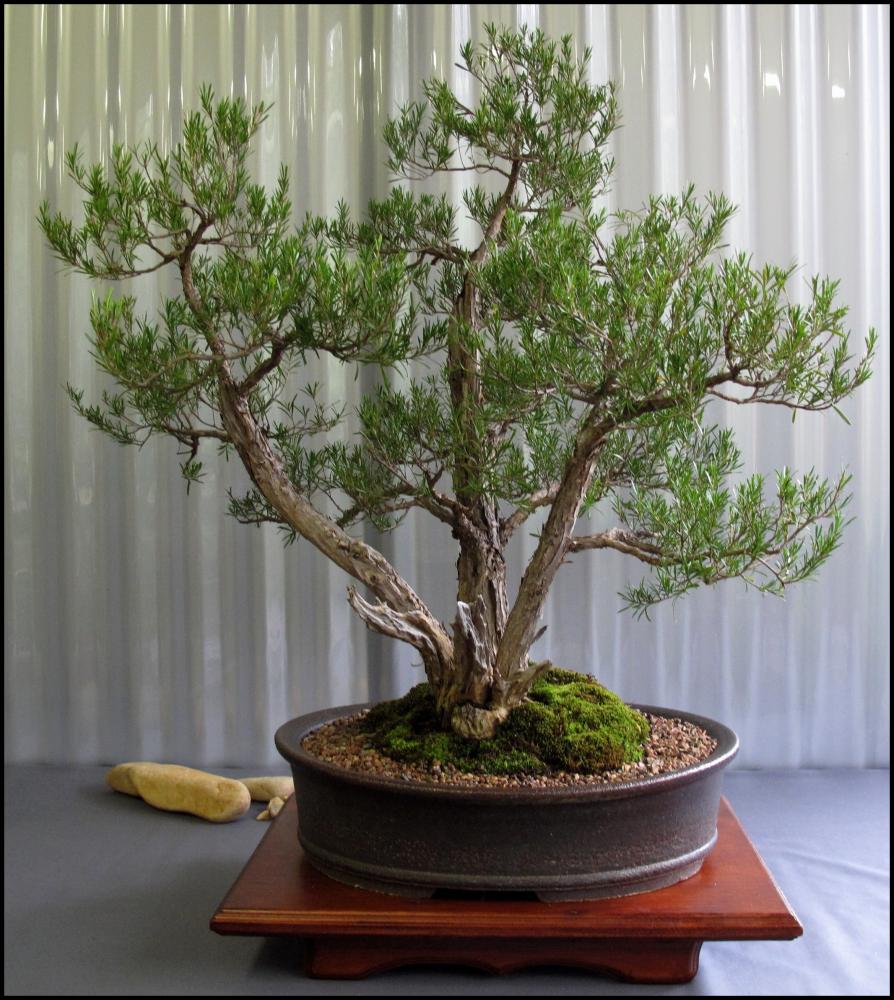 16---Kunzea-ericoides