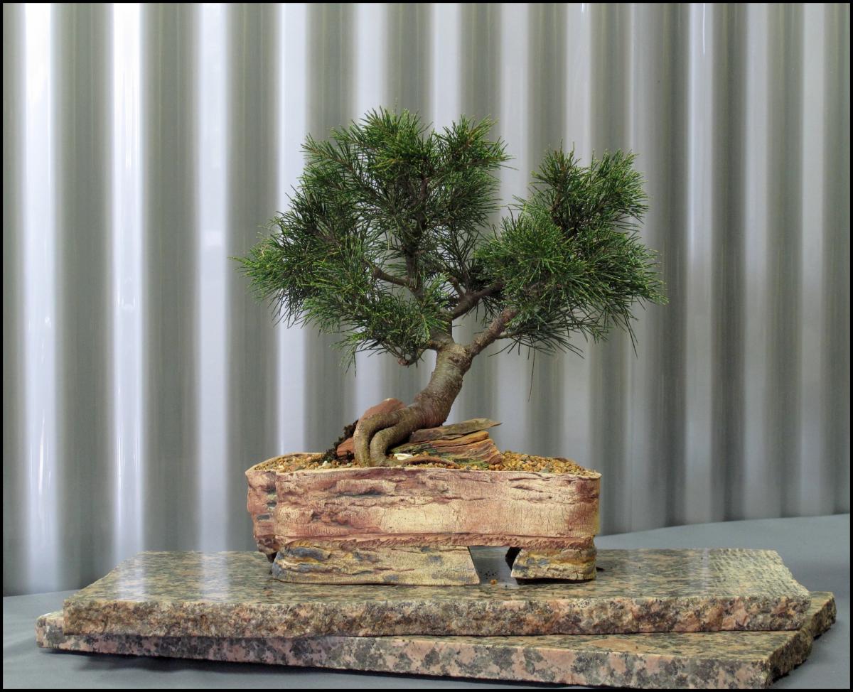 20---Casuarina-equisetifolia