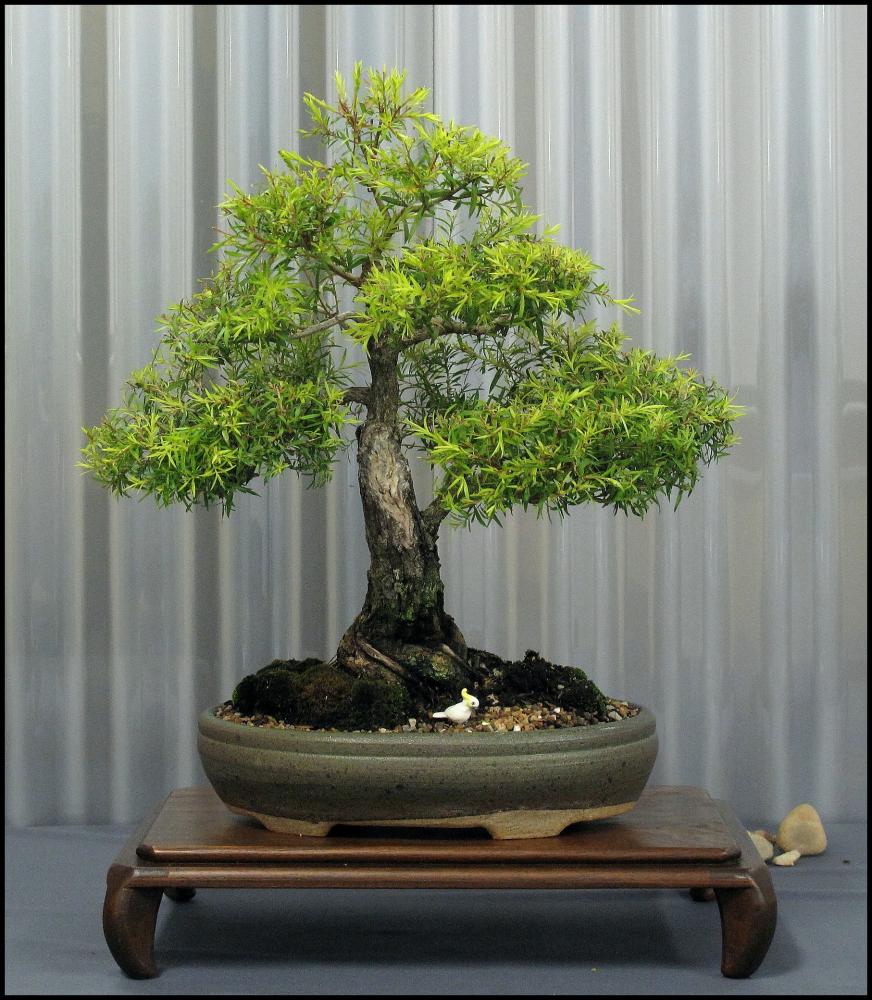 26---Melaleuce-bracteata