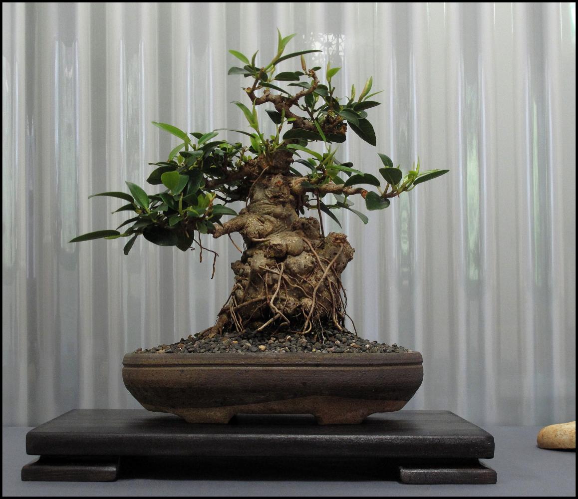32---Ficus-rubiginosa-large