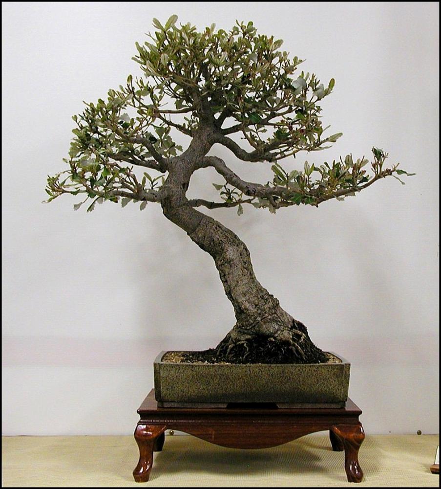 17-Banksia-integrifolialarge