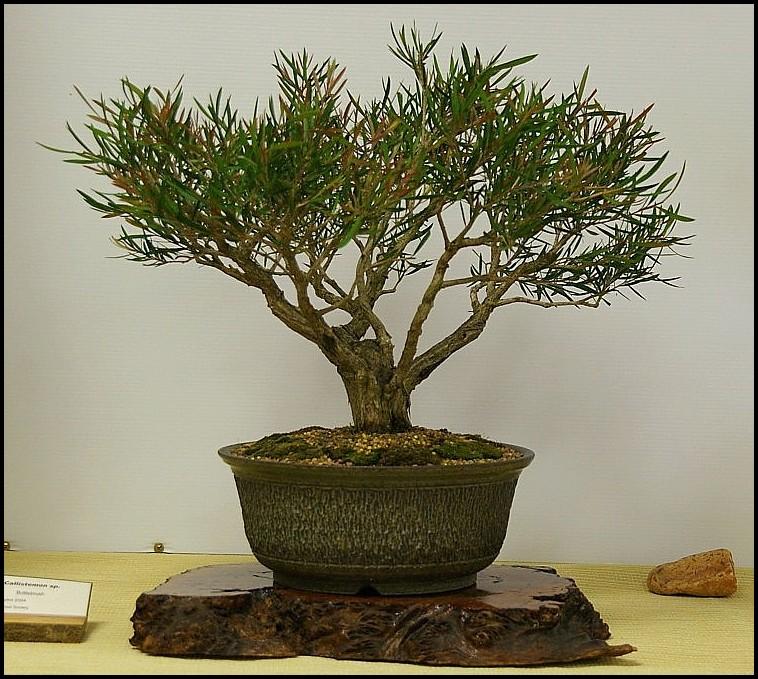4-Callistemon sp
