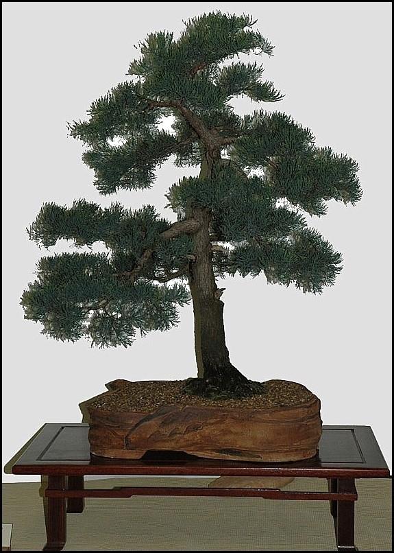 2-Callitris glaucophylla 