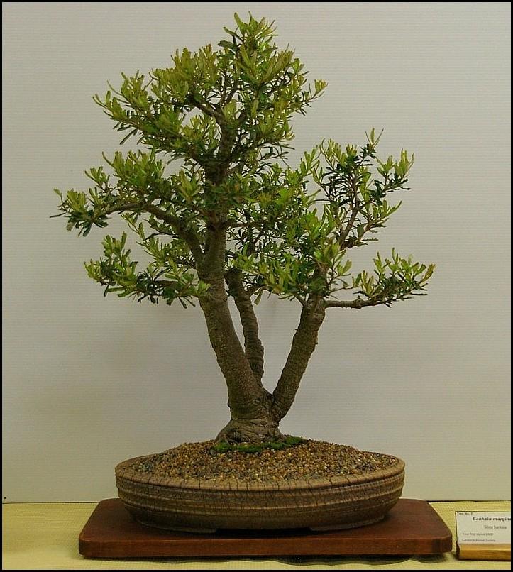 3 Banksia marginata large