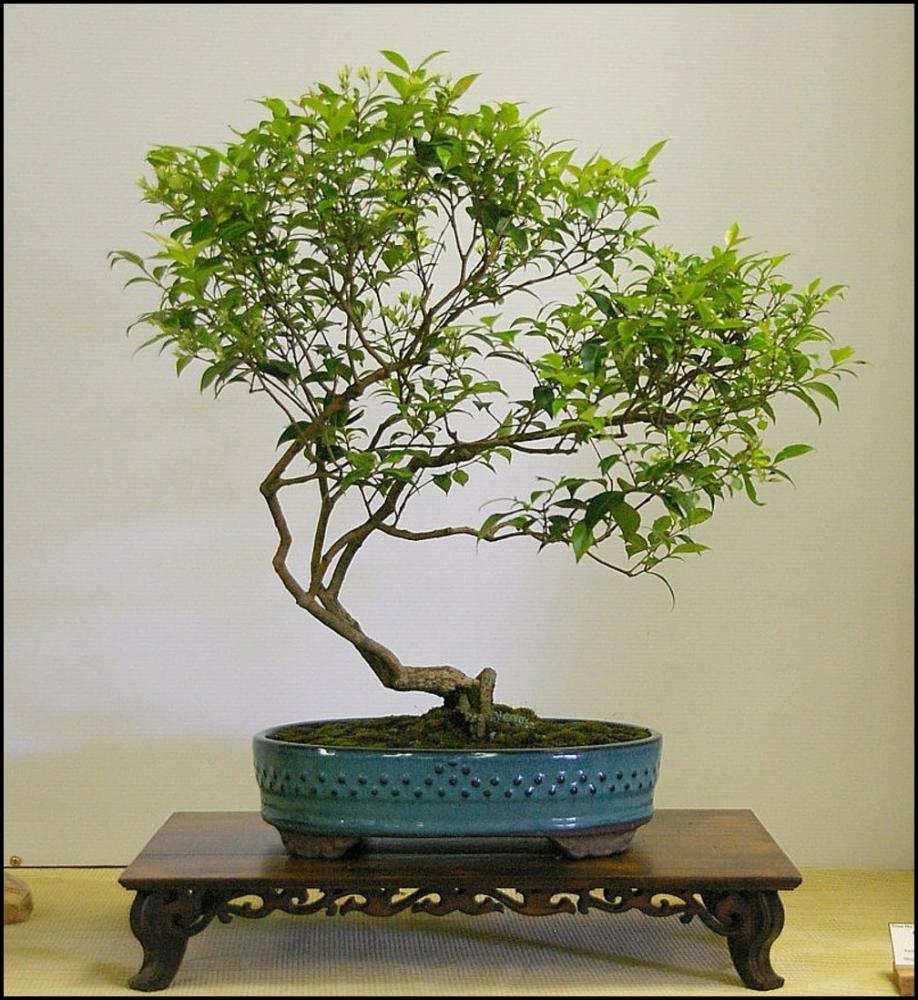 8-Backhousia myrtifolia large