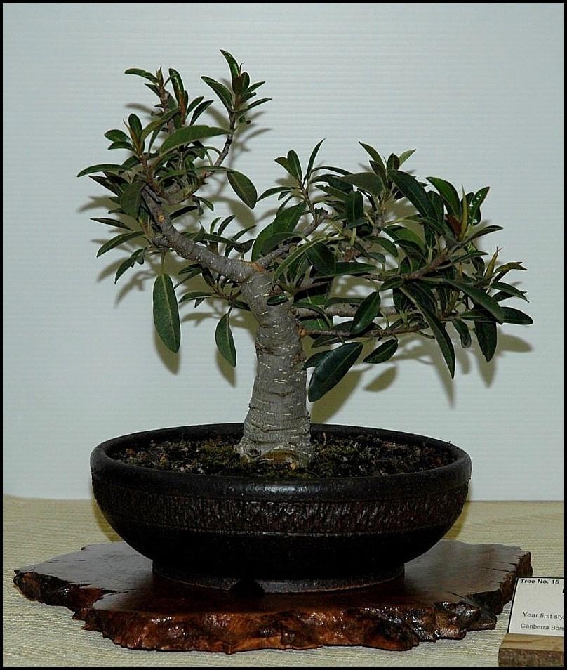 15Ficusrubiginosalargex