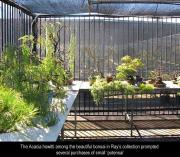Ray Nesci collection