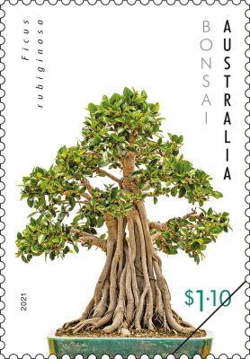 bonsai-fig